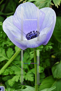 Picture of Anemone coronaria 