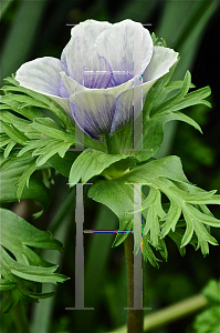 Picture of Anemone coronaria 