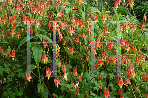 Picture of Aquilegia canadensis 