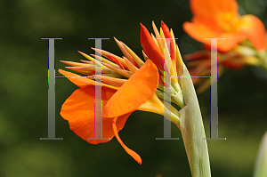 Picture of Canna x generalis 