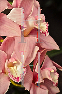 Picture of Cymbidium x 