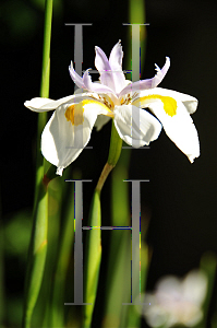 Picture of Dietes grandiflora 