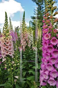 Picture of Digitalis purpurea 