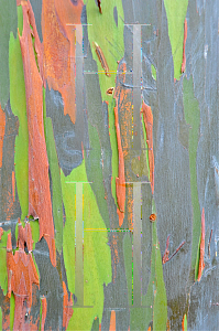 Picture of Eucalyptus deglupta 