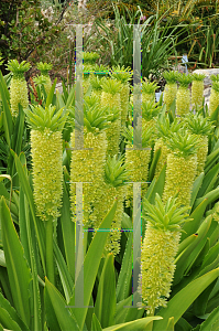 Picture of Eucomis autumnalis 