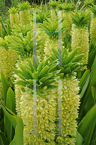 Picture of Eucomis autumnalis 