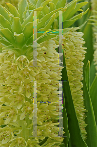 Picture of Eucomis autumnalis 