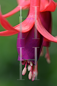 Picture of Fuchsia x 