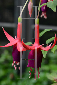 Picture of Fuchsia x 