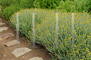 Picture of Helichrysum cymosum ssp. cymosum 