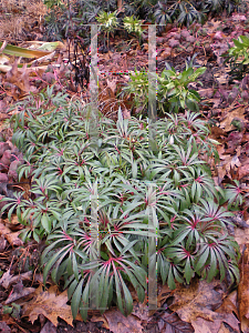 Picture of Helleborus foetidus 