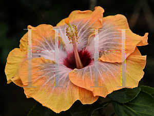 Picture of Hibiscus rosa-sinensis 