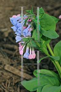 Picture of Mertensia virginica 