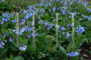 Picture of Mertensia virginica 