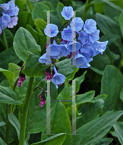 Picture of Mertensia virginica 