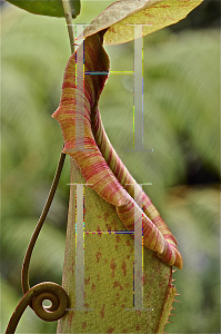 Picture of Nepenthes spp. 