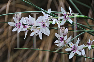 Picture of Onixotis stricta 