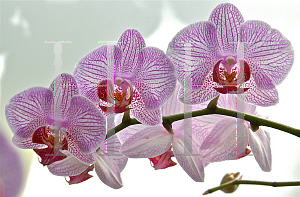 Picture of Phalaenopsis x 