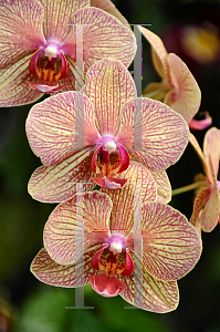 Picture of Phalaenopsis x 