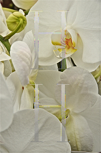 Picture of Phalaenopsis x 