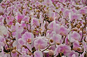 Picture of Phalaenopsis x 