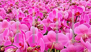 Picture of Phalaenopsis x 