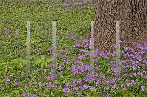 Picture of Phlox stolonifera 