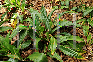 Picture of Rhodea japonica 