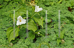 Picture of Trillium grandiflorum 