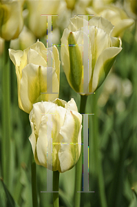 Picture of Tulipa x 'Spring Green'