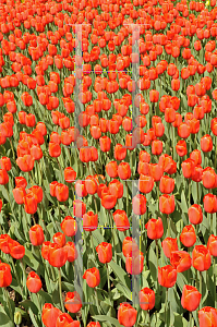 Picture of Tulipa x 