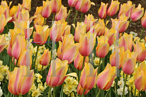 Picture of Tulipa x 