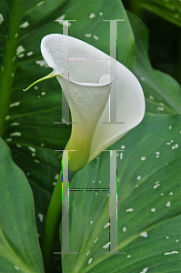 Picture of Zantedeschia aethiopica 