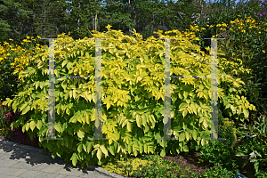 Picture of Aralia cordata 'Sun King'