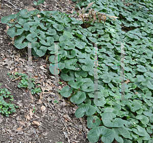 Picture of Asarum canadense 