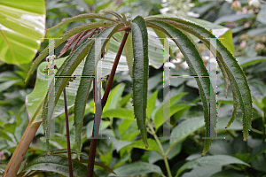 Picture of Begonia luxurians 