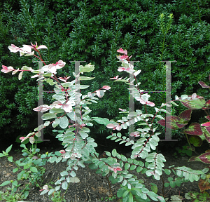 Picture of Breynia disticha 'Roseopicta'