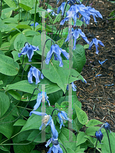 Picture of Clematis integrifolia 