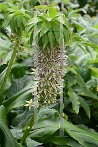 Picture of Eucomis bicolor 