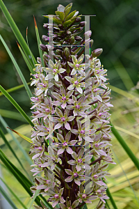 Picture of Eucomis comosa 'Sparkling Burgundy'