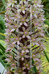 Picture of Eucomis comosa 'Sparkling Burgundy'