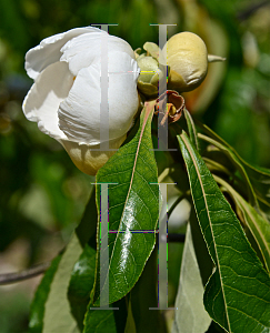 Picture of Franklinia alatamaha 