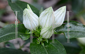 Picture of Gentiana flavida 