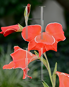 Picture of Gladiolus nanus 'Atom'