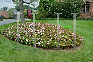 Picture of Impatiens x hawkeri 