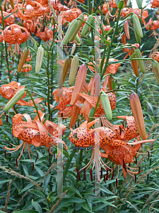 Picture of Lilium lancifolium 