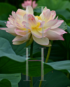 Picture of Nelumbo nucifera 