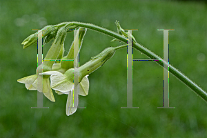 Picture of Nicotiana langsdorffii 