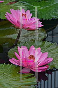 Picture of Nymphaea  'Emily Grant Hutchings'