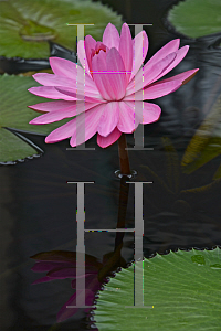 Picture of Nymphaea  'Emily Grant Hutchings'